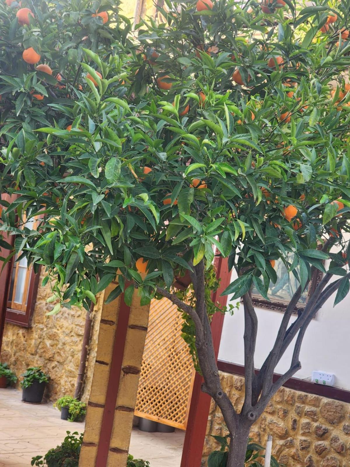 Aksaray Boutique Hotel Nikósie Exteriér fotografie